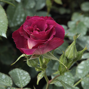 Poзa Принцесс Сибилла де Люксембург - лиловая - Лазающая плетистая роза (клаймбер) 